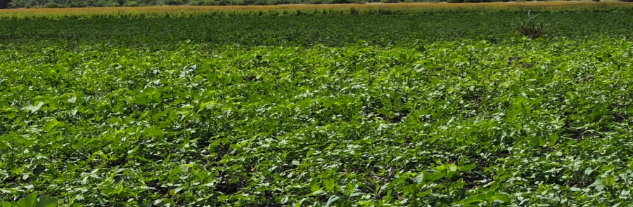 0 Bedroom Property for Sale in Brits Rural North West